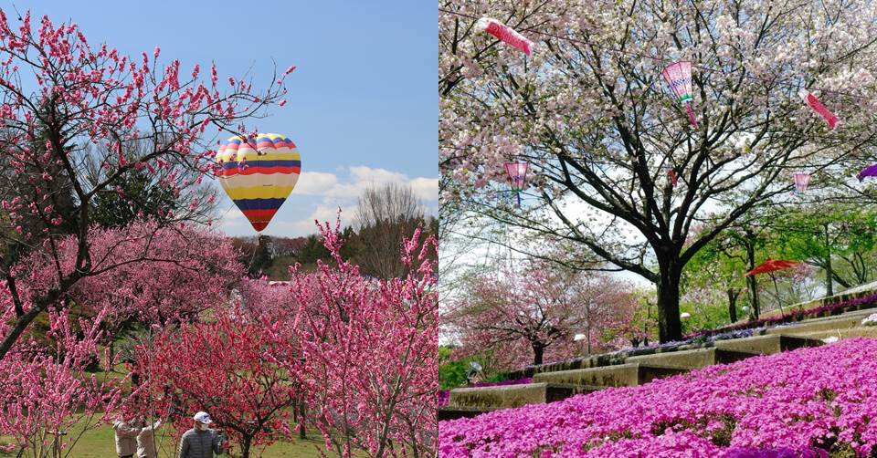 日本茨城縣櫻、桃、梅花綻放染出漫天粉紅，用萬千花瓣填滿妳的IG吧！