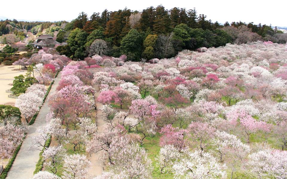 日本 茨城 櫻、桃、梅花綻放染出漫天粉紅，用萬千花瓣填滿妳的IG春天美照吧！03
