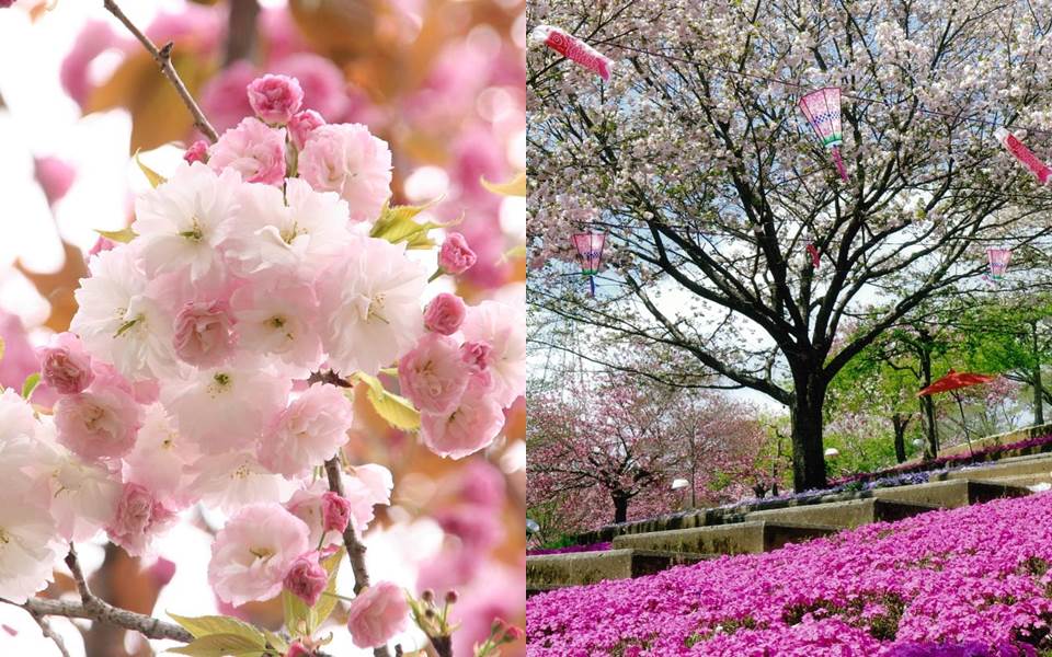日本茨城櫻、桃、梅花綻放染出漫天粉紅，用萬千花瓣填滿妳的IG春天美照吧！05