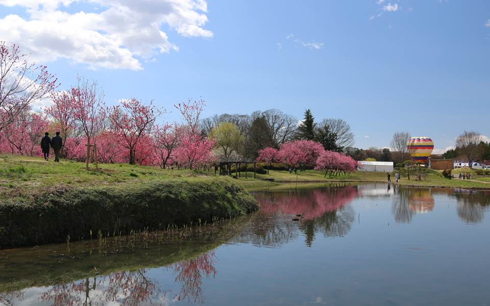 日本茨城櫻、桃、梅花綻放染出漫天粉紅，用萬千花瓣填滿妳的IG春天美照吧！05
